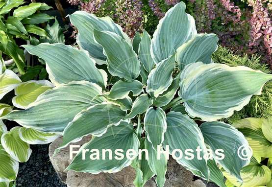 Hosta Sultans of Swing